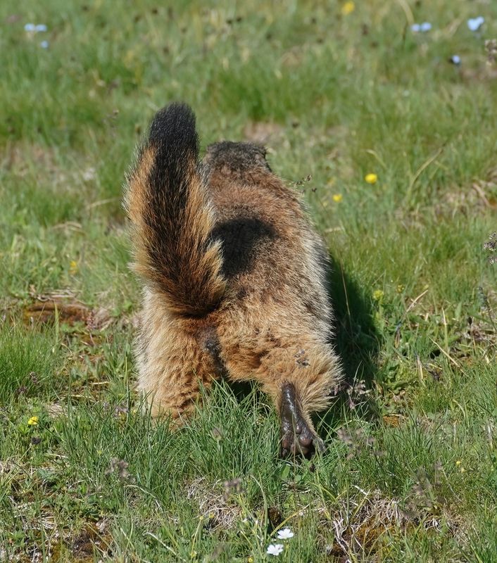 Alpenmarmot / Alpine Marmot