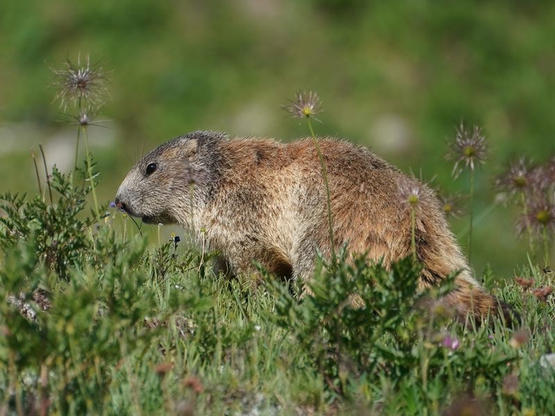 Alpenmarmot / Alpine Marmot