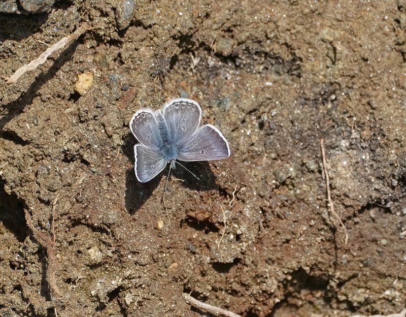 Noordelijk Mansschildblauwtje / Arctic Blue or Glandon Blue