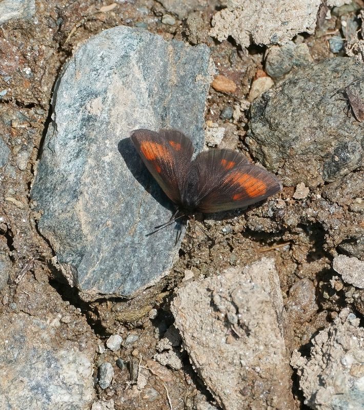 Alpen-zijde Erebia / Mnestras Ringlet