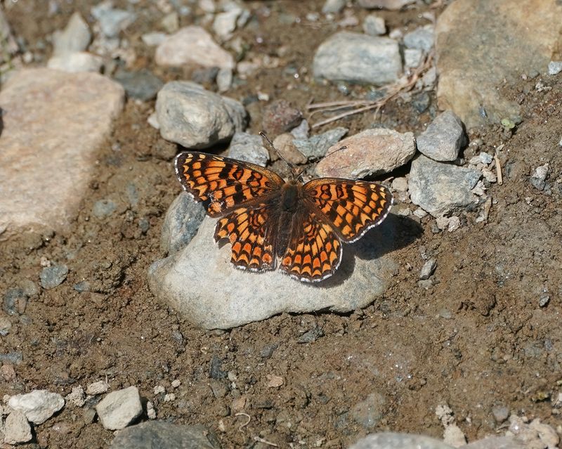 Knoopkruidparelmoervlinder / Knapweed Fritillary