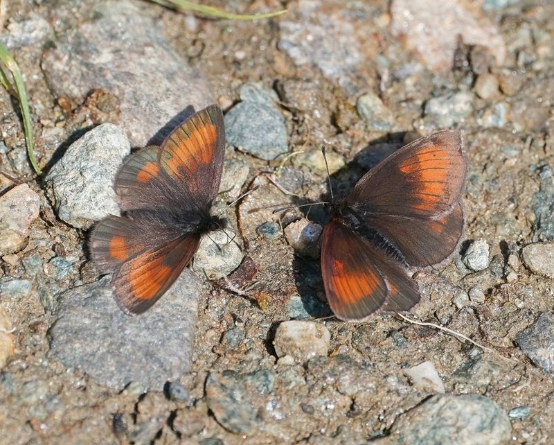 Alpen-zijde Erebia / Mnestras Ringlet