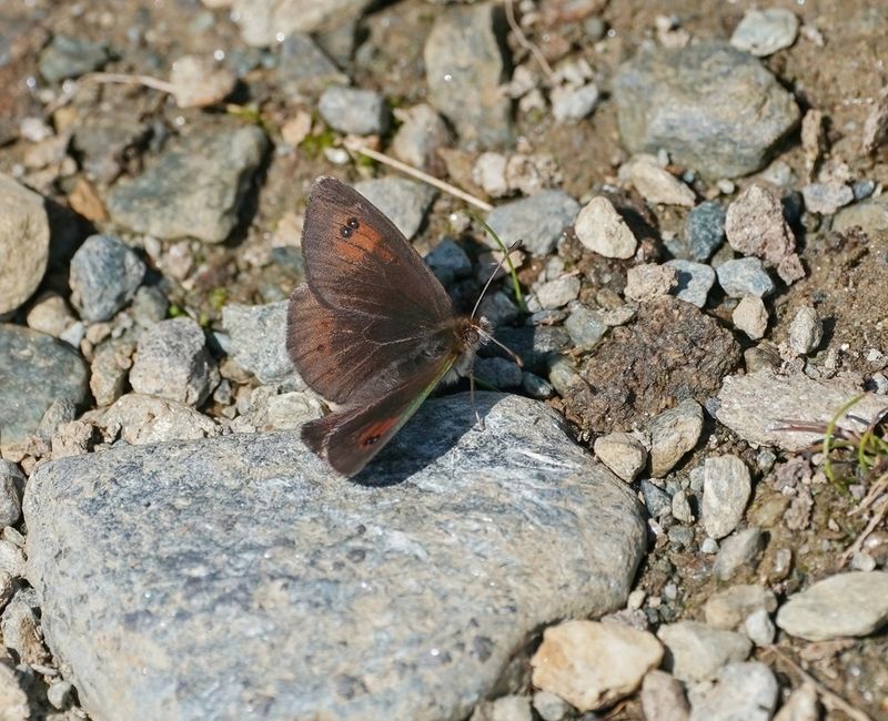 Westelijke Glanserebia / Western Brassy Ringlet