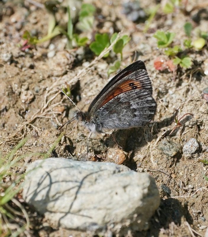 Westelijke Glanserebia / Western Brassy Ringlet