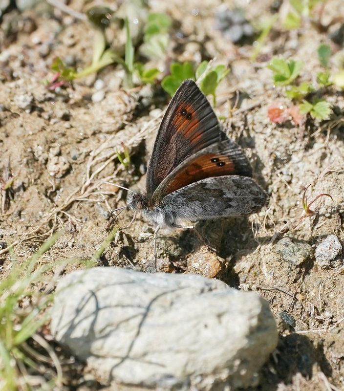 Westelijke Glanserebia / Western Brassy Ringlet