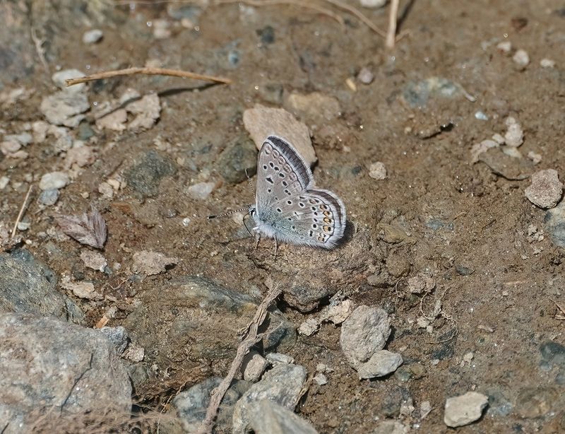 Vlaggewikkeblauwtje / Eros Blue