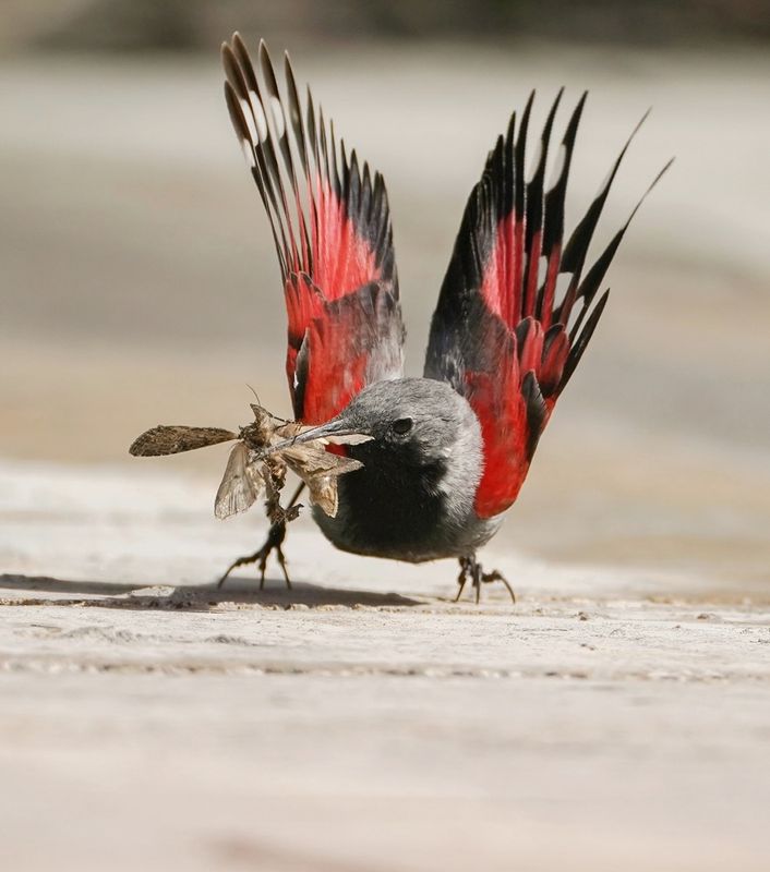 Rotskruiper / Wallcreeper