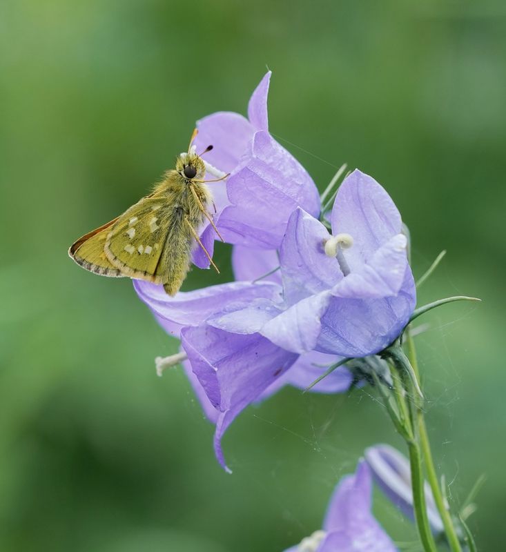 Kommavlinder / Silver-spotted Skipper