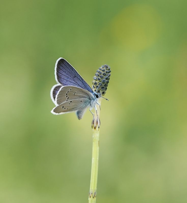 Klaverblauwtje / Mazarine Blue