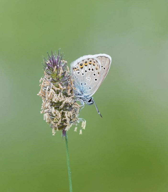 Heideblauwtje / Silver-studded Blue