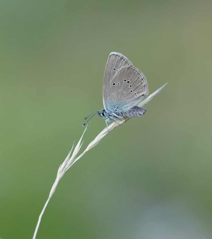 Klaverblauwtje / Mazarine Blue