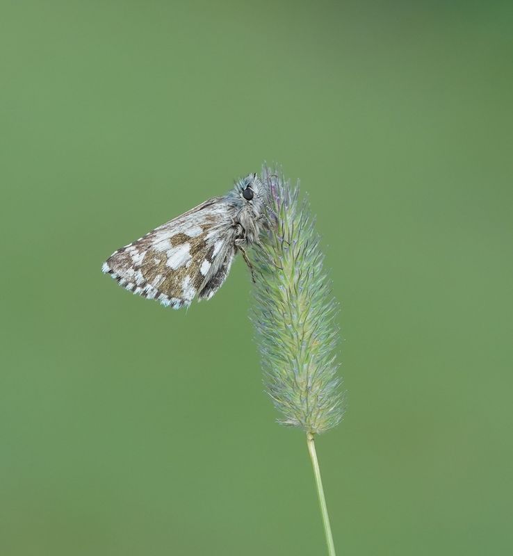 Voorjaarsspikkeldikkpje / Olive Skipper