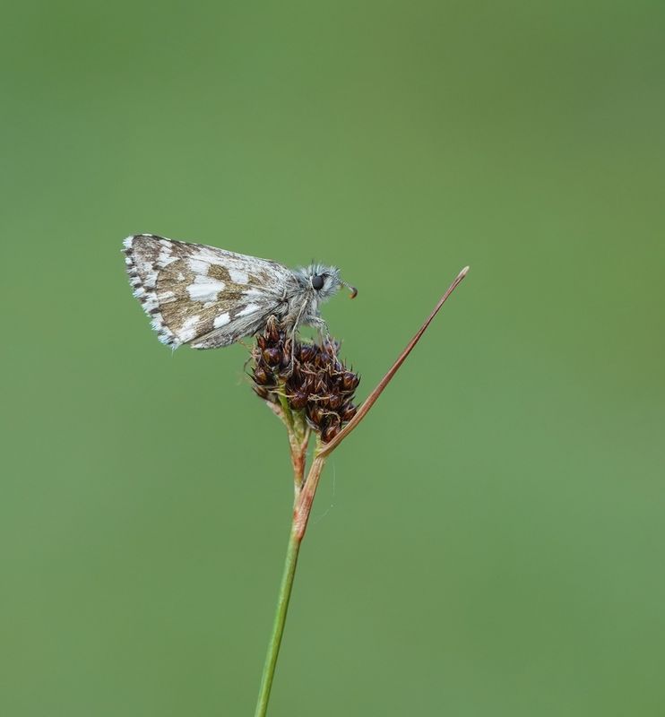Voorjaarsspikkeldikkpje / Olive Skipper