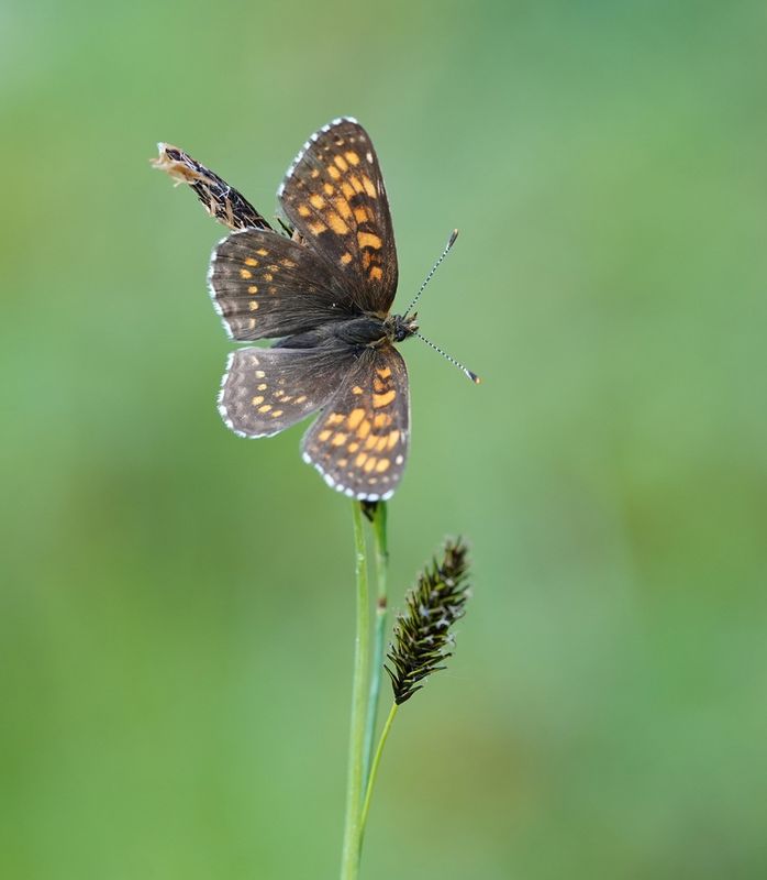 Woudparelmoervlinder / False Heath Fritillary