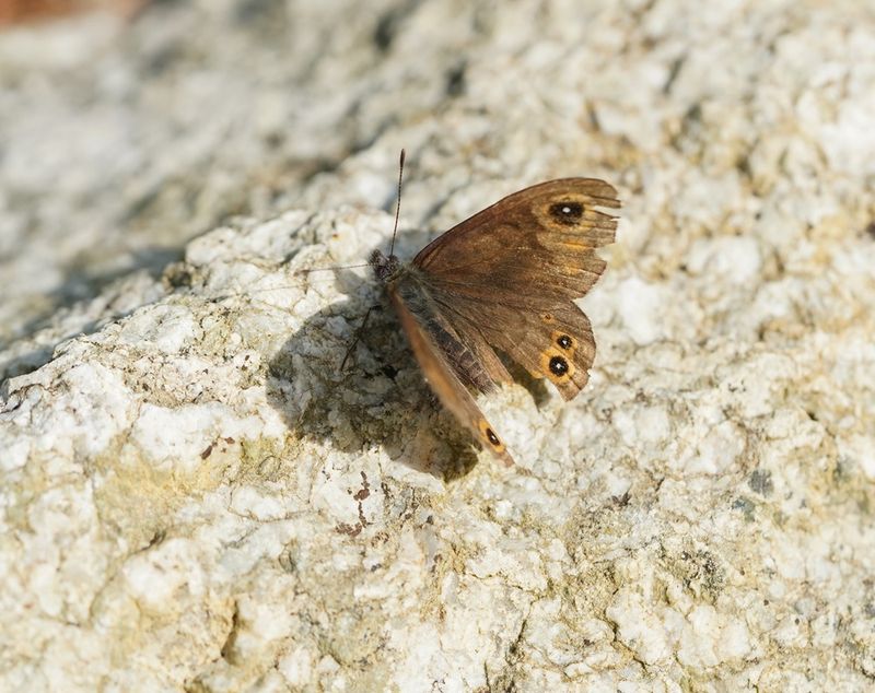Kleine Rotsvlinder / Northern Wall Brown