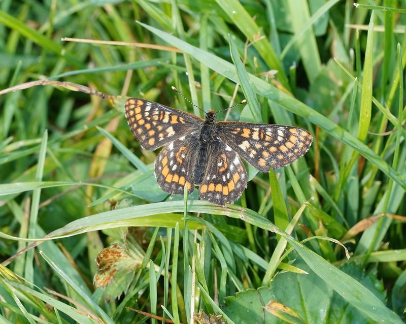 Oranjebonte Parelmoervlinder / Asian Fritillary