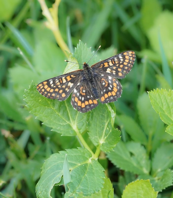 Oranjebonte Parelmoervlinder / Asian Fritillary