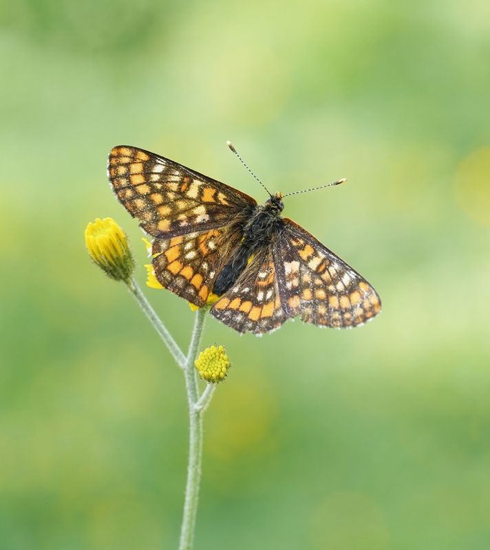 Oranjebonte Parelmoervlinder / Asian Fritillary