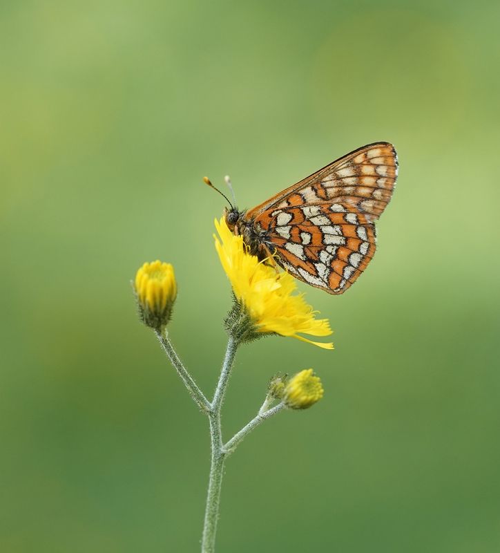 Oranjebonte Parelmoervlinder / Asian Fritillary
