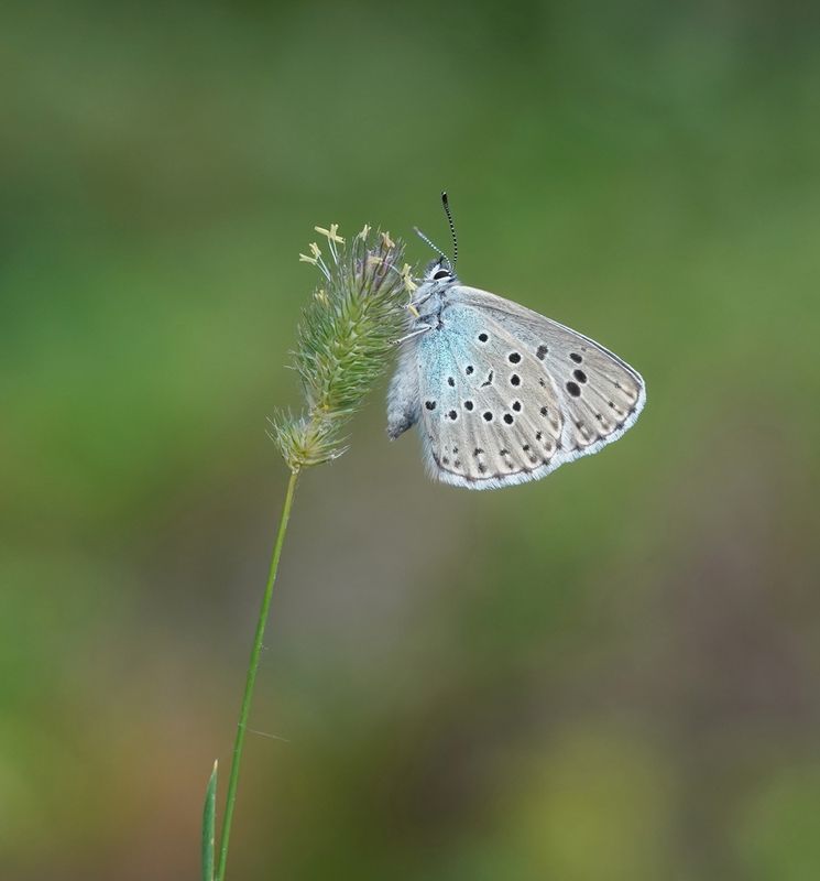 Tijmblauwtje / Large Blue