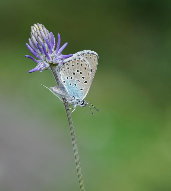 Tijmblauwtje / Large Blue