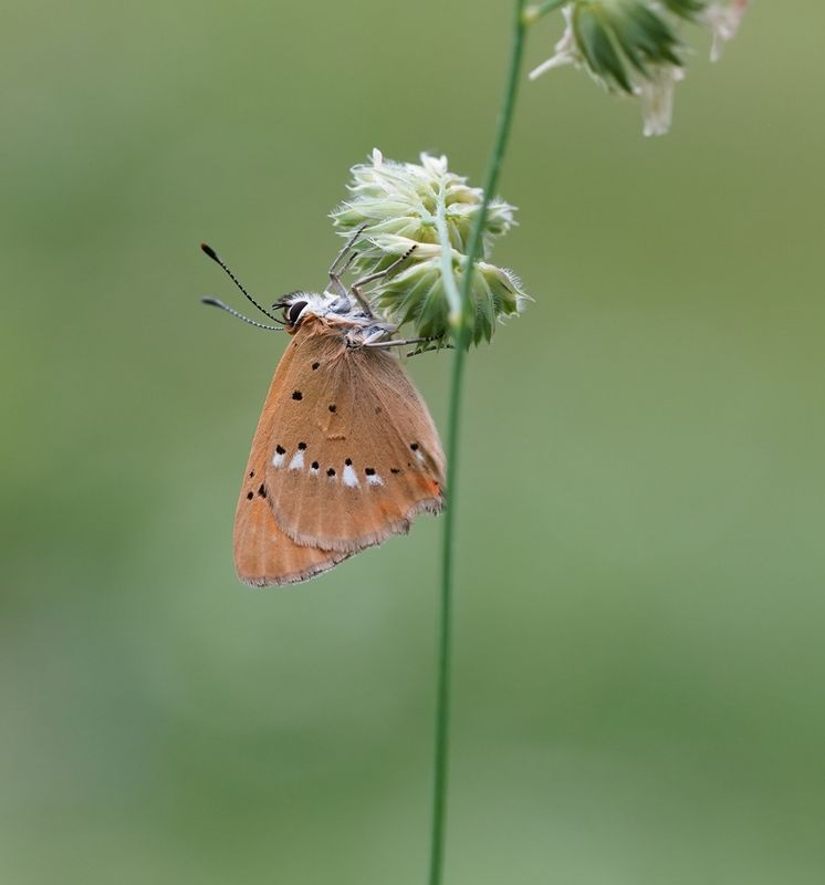 Morgenrood / Scarce copper