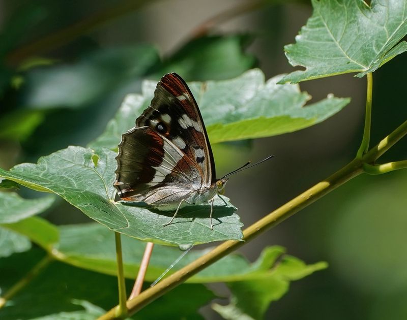 Grote Weerschijnvlinder / Purple Emperor