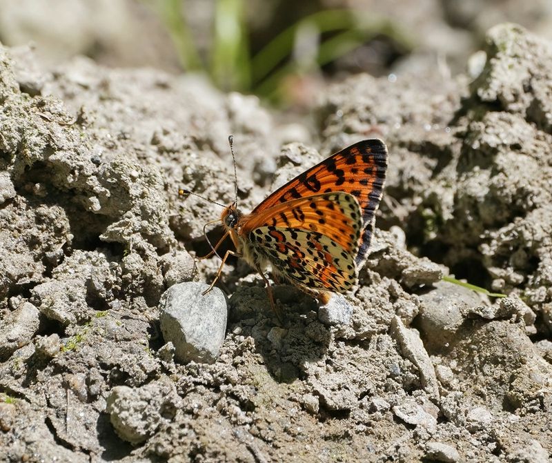 Tweekleurige Parelmoervlinder / Spotted Fritillary