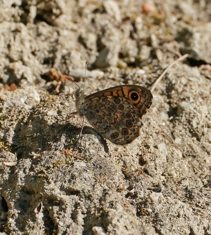 Argusvlinder / Wall Brown