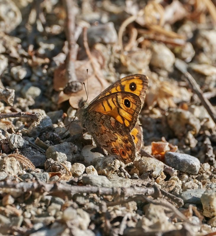 Argusvlinder / Wall Brown