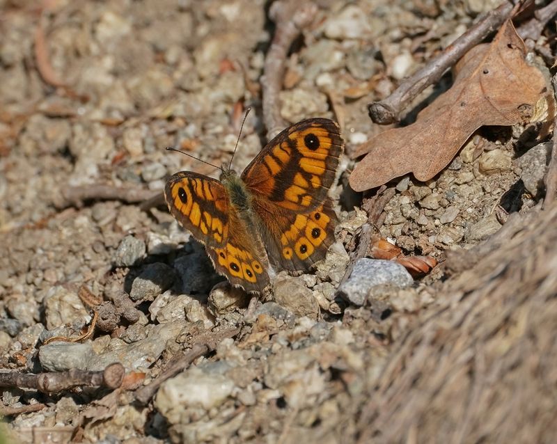 Argusvlinder / Wall Brown