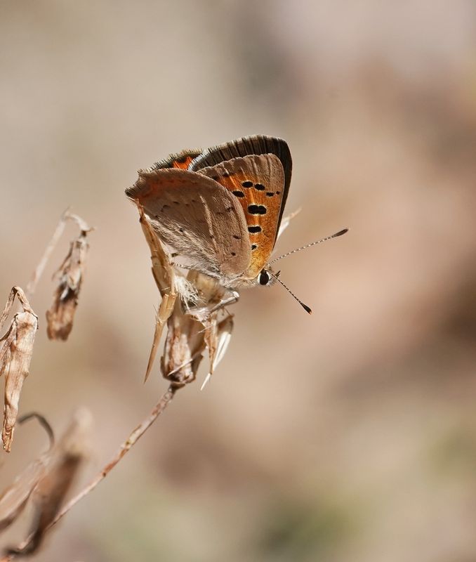 Kleine Vuurvlinder / Small Copper