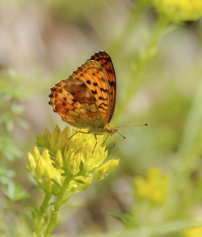Braamparelmoervlinder / Marbled Fritillary