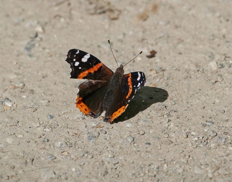 Atalanta / Red Admiral