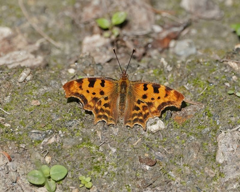 Gehakkelde Aurelia / Comma Butterfly