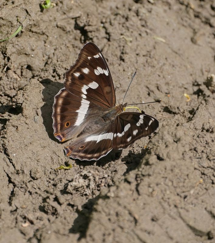 Grote Weerschijnvlinder / Purple Emperor