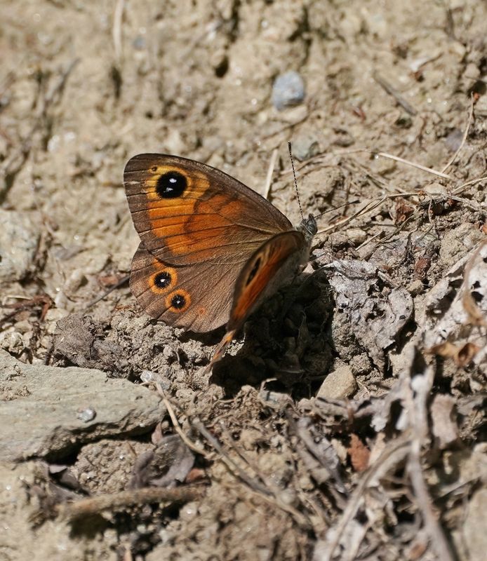 Rotsvlinder / Large Wall Brown