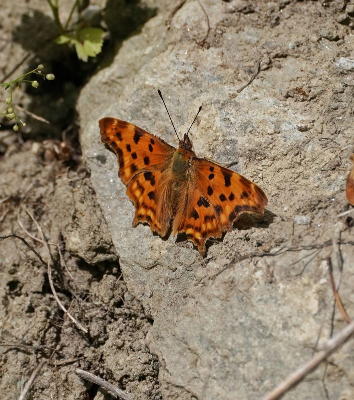 Gehakkelde Aurelia / Comma Butterfly