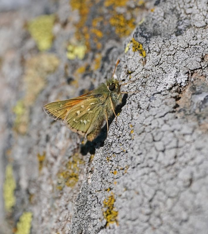 Kommavlinder / Silver-spotted Skipper