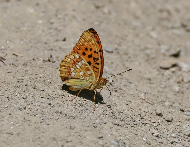 Bosrandparelmoervlinder / High Brown Fritillary