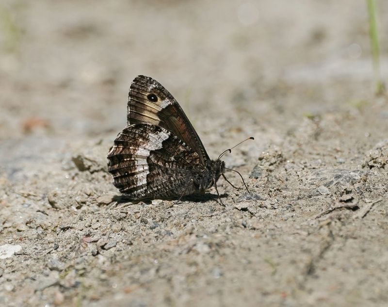 Zwitserse Boswachter / Lesser Rock Grayling