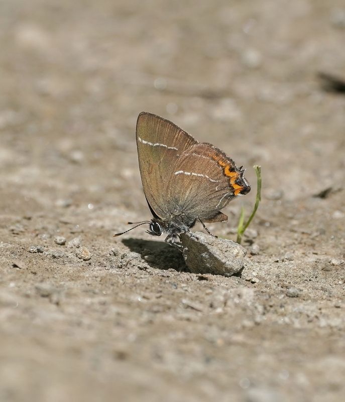 Iepenpage / White-letter Hairstreak