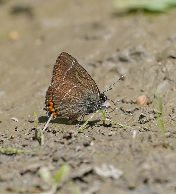 Iepenpage / White-letter Hairstreak