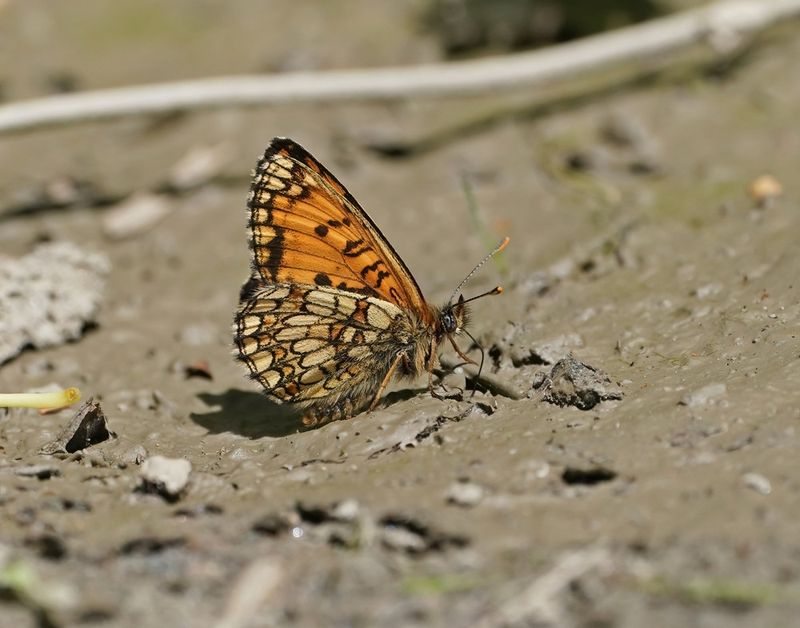 Zuidelijke Bosparelmoervlinder / Southern Heath Fritillary