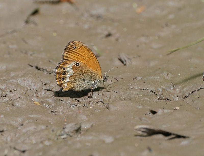 Tweekleurig Hooibeestje / Pearly Heath 