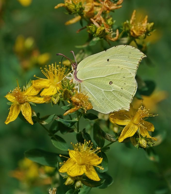 Citroenvlinder / Brimstone