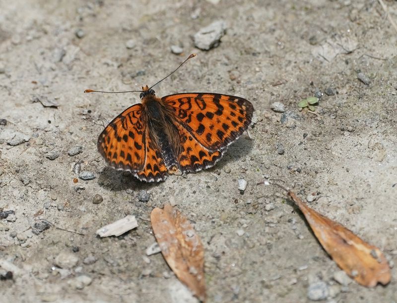 Tweekleurige Parelmoervlinder / Spotted Fritillary