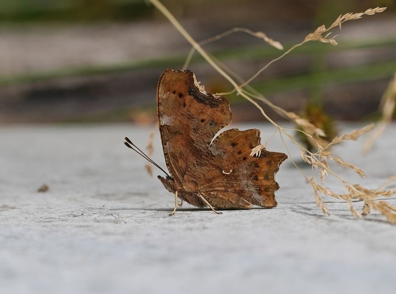 Gehakkelde Aurelia / Comma Butterfly