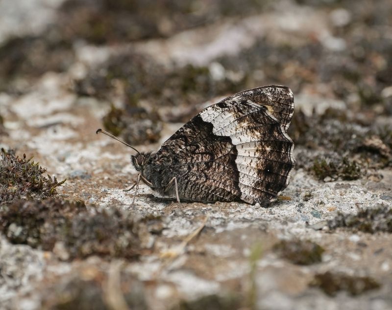 Zwitserse Boswachter / Lesser Rock Grayling
