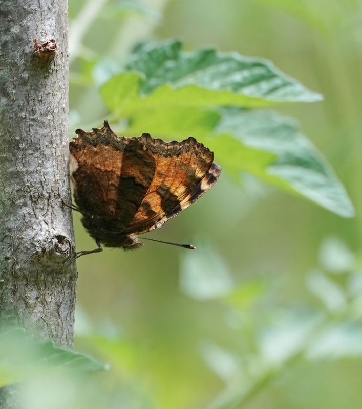 Grote Vos / Large Tortoiseshell